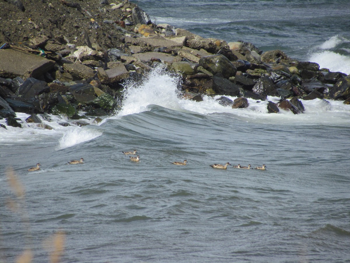 Crested Duck - ML639635845