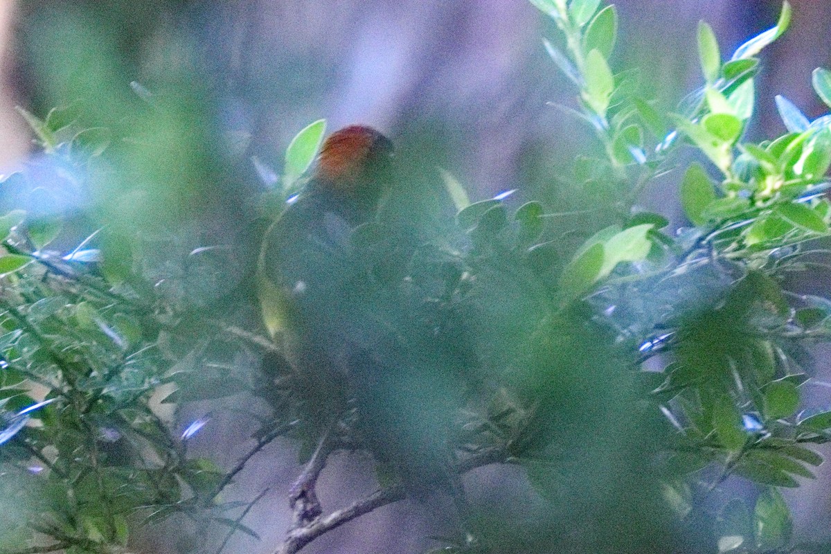 Chestnut-capped Brushfinch - ML639635874
