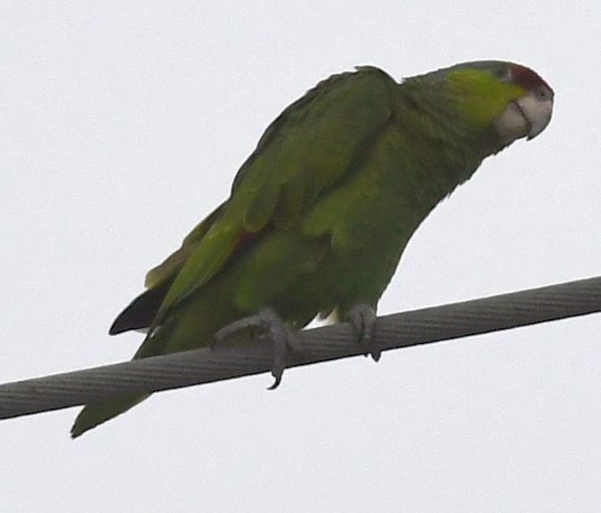 Lilac-crowned Amazon - ML639635885