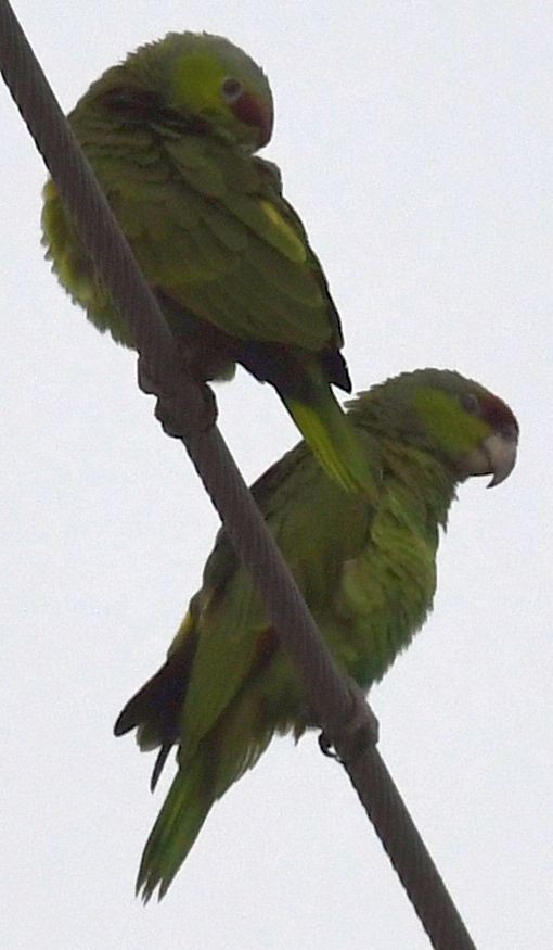 Lilac-crowned Amazon - ML639635888