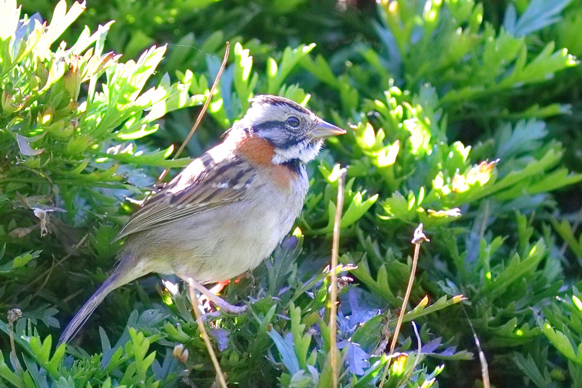 Rufous-collared Sparrow - ML639635899