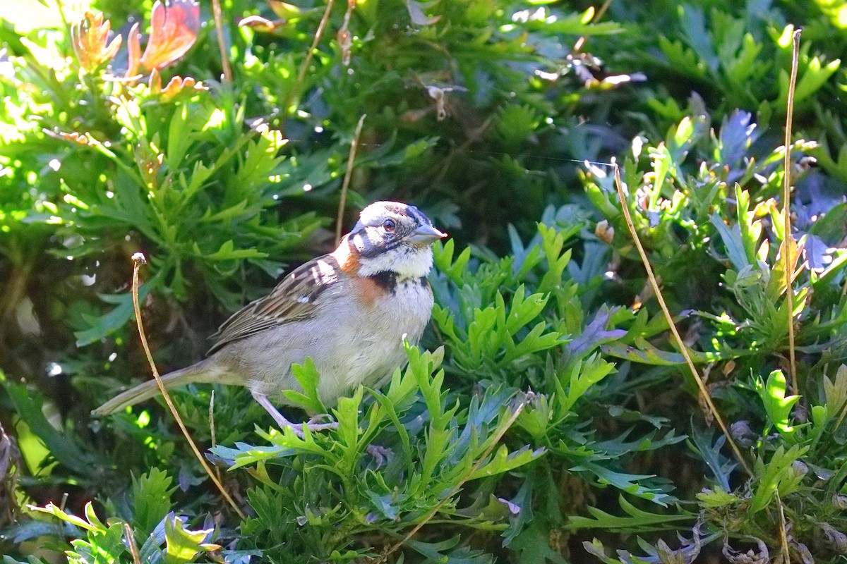 Rufous-collared Sparrow - ML639635900