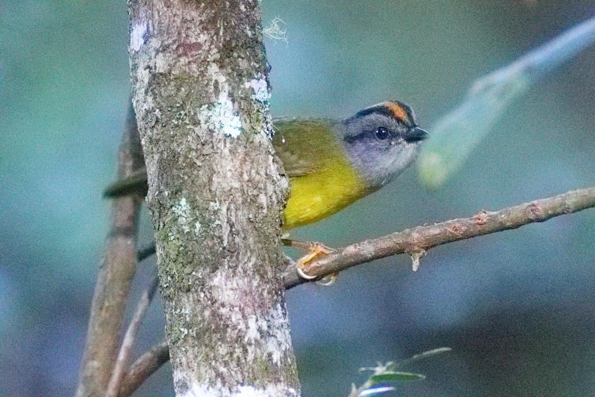 Russet-crowned Warbler - ML639635921