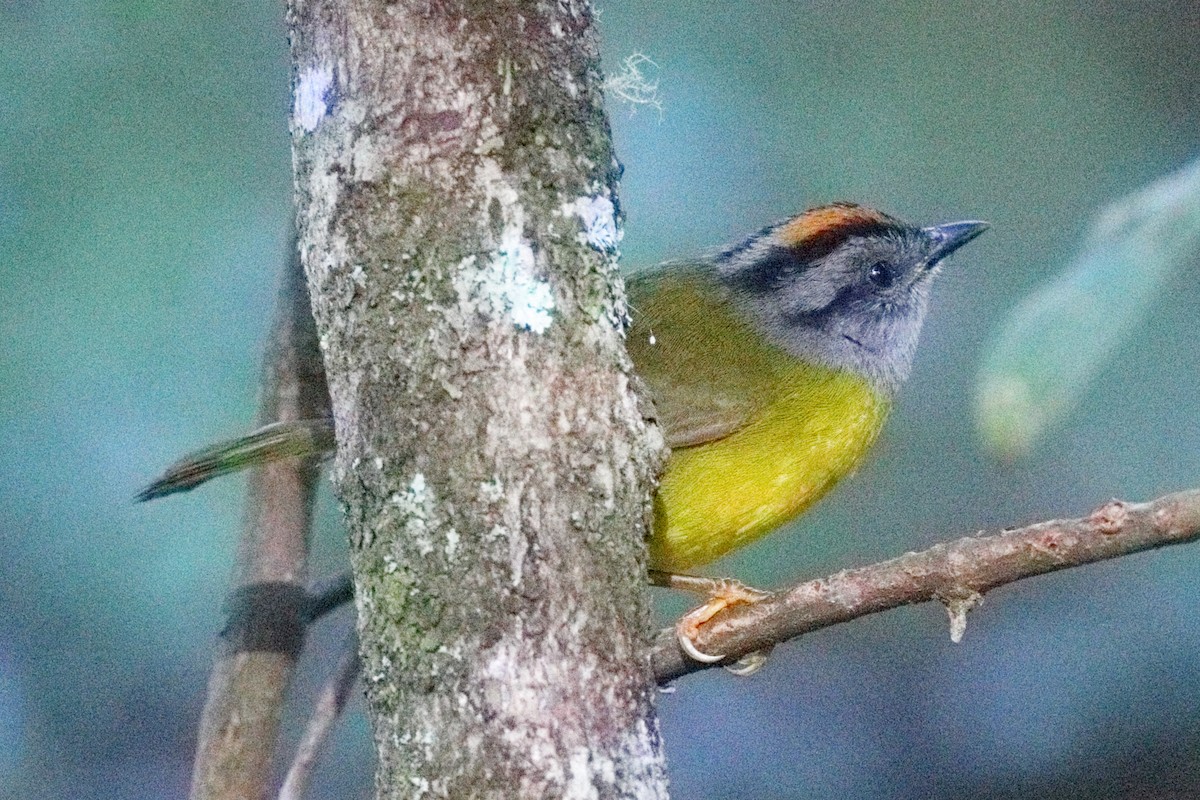 Russet-crowned Warbler - ML639635922