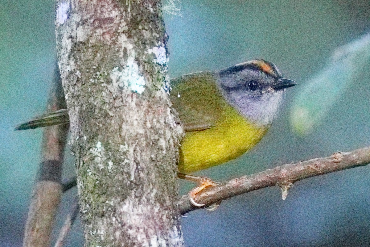 Russet-crowned Warbler - ML639635923