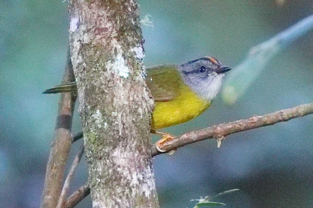 Russet-crowned Warbler - ML639635924