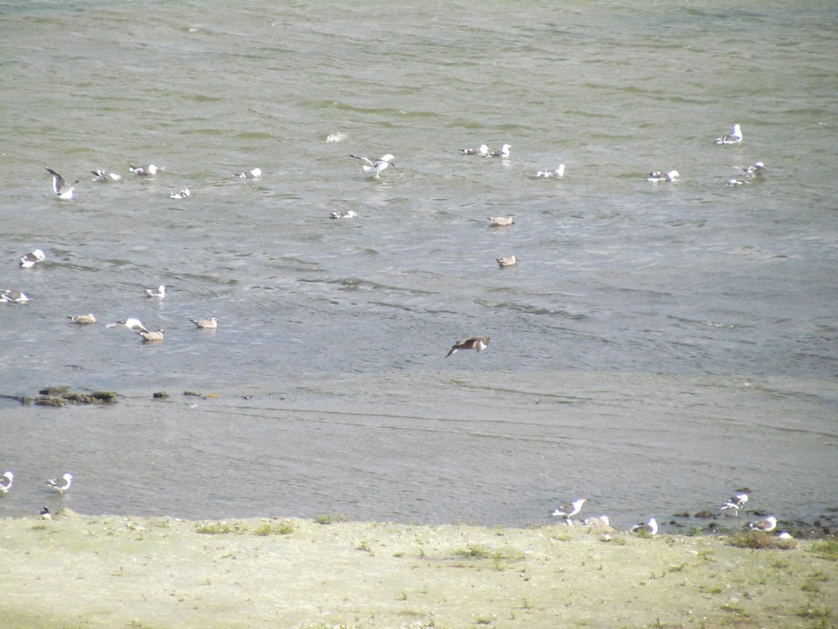 Kelp Gull - ML639635946