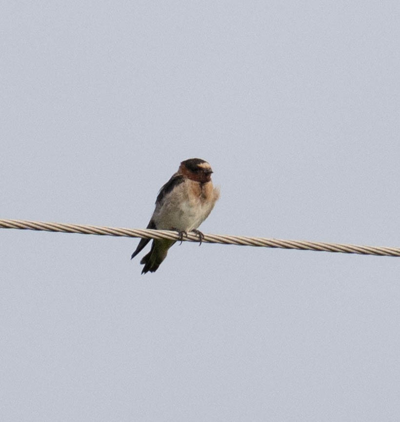 Cliff Swallow - ML639635958