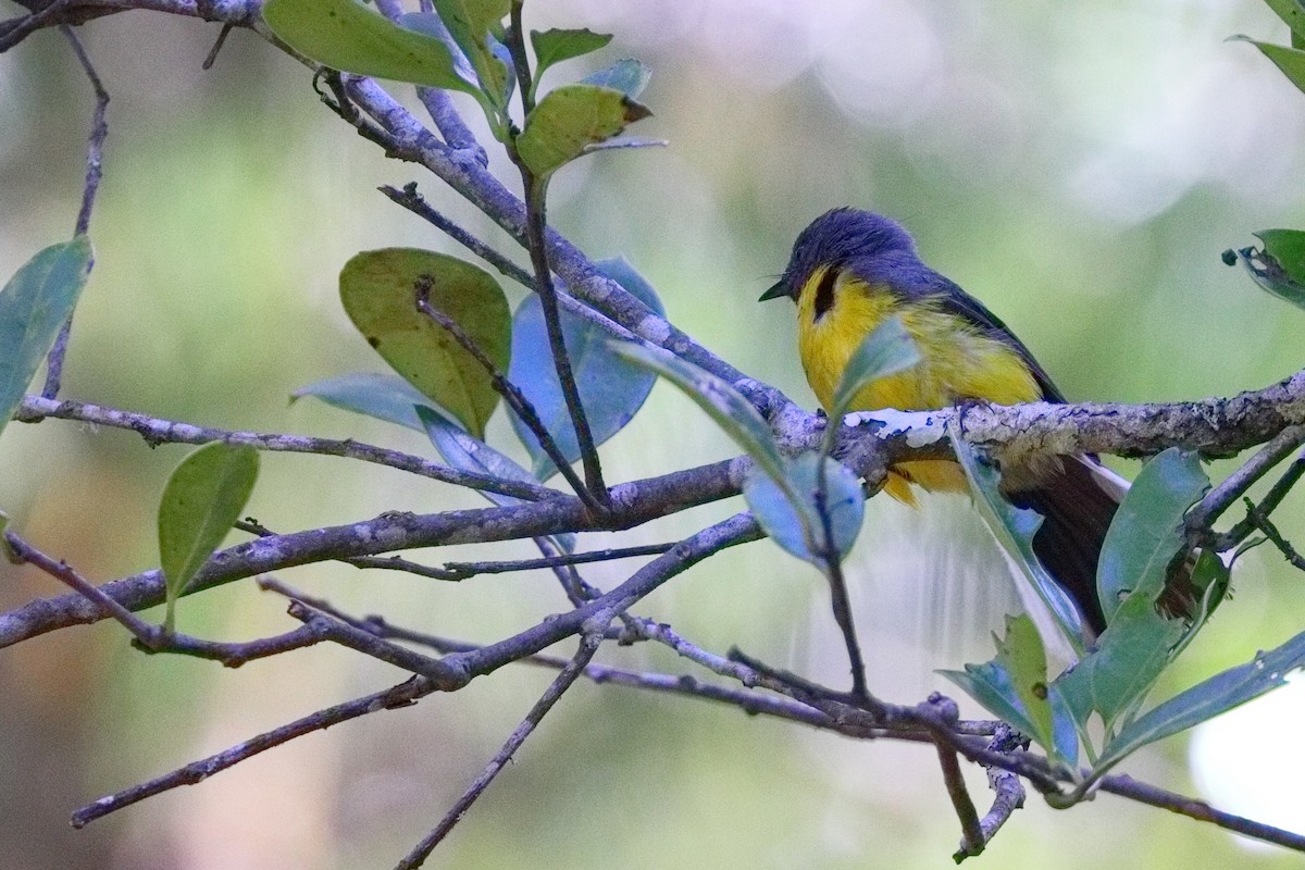 Slate-throated Redstart - ML639635976