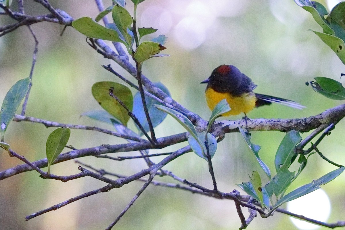 Slate-throated Redstart - ML639635977