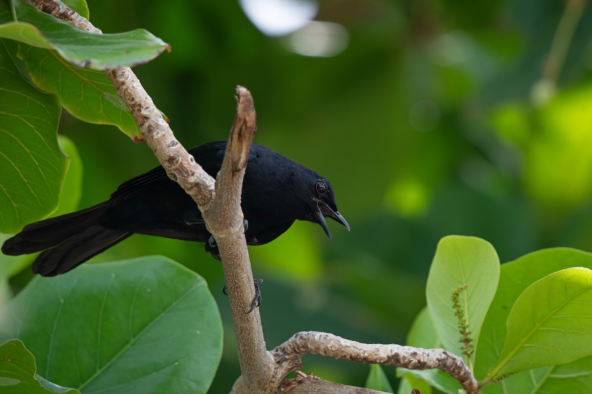 Black Catbird - ML639636034