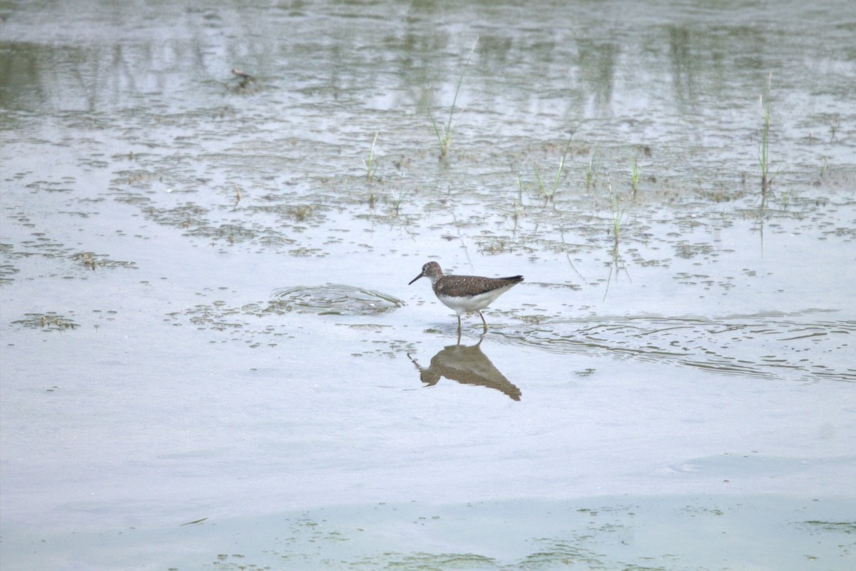 Solitary Sandpiper - ML639636035