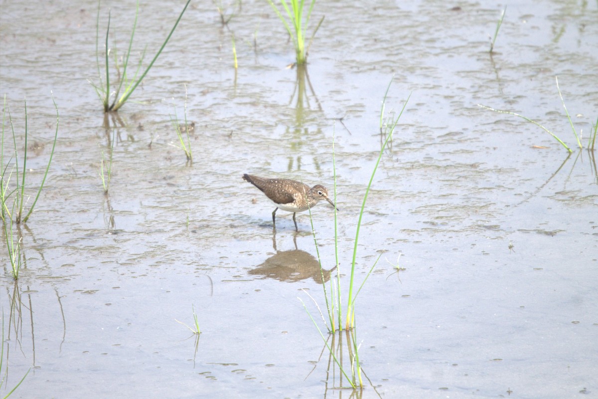 Solitary Sandpiper - ML639636036