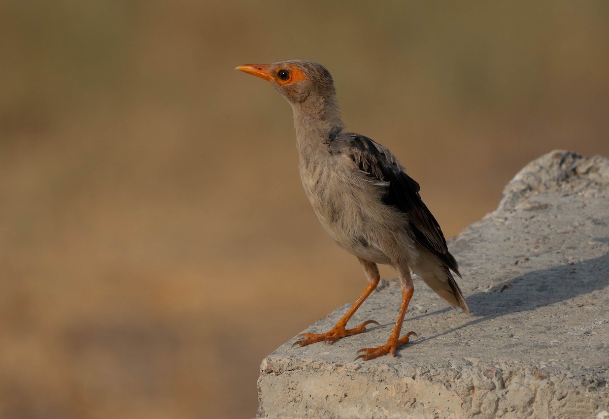 Bank Myna - ML639636037