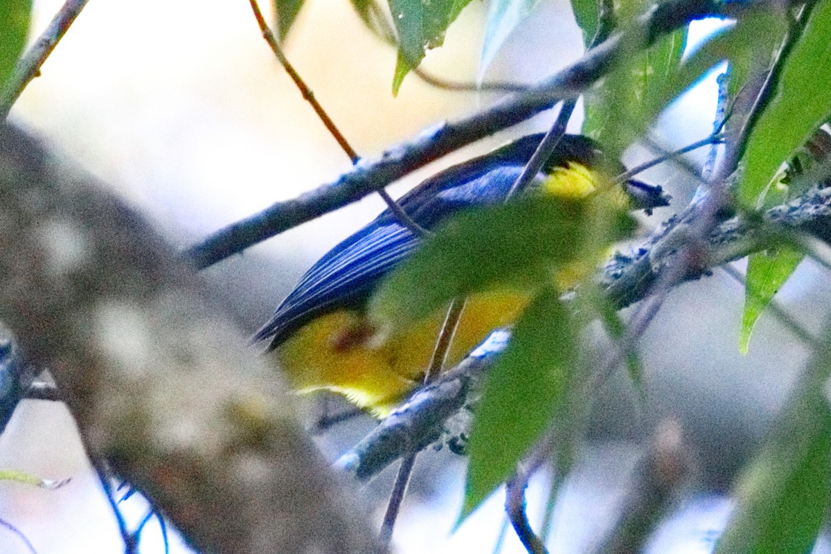 Blue-winged Mountain Tanager - ML639636054