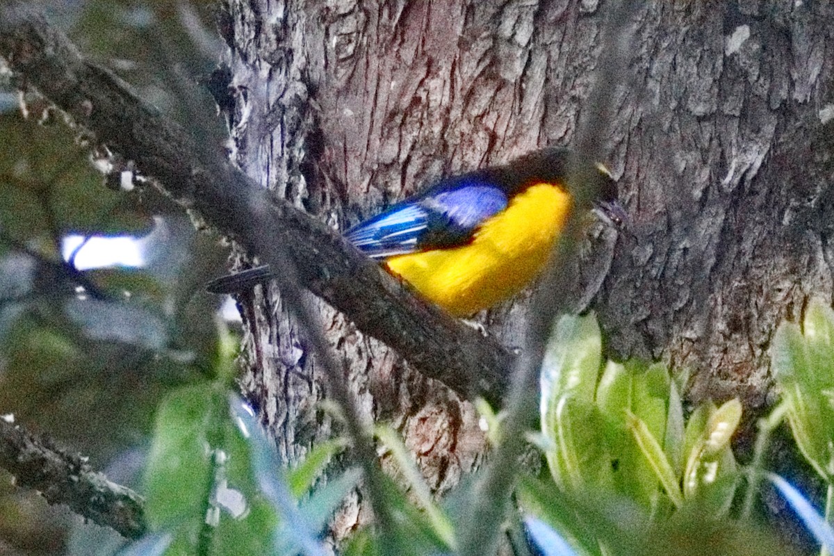 Blue-winged Mountain Tanager - ML639636055