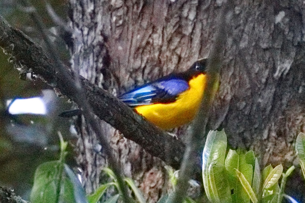 Blue-winged Mountain Tanager - ML639636056
