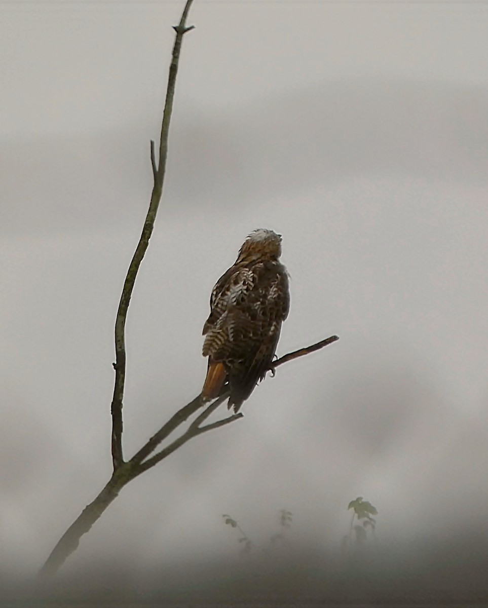 Red-tailed Hawk - ML639636087