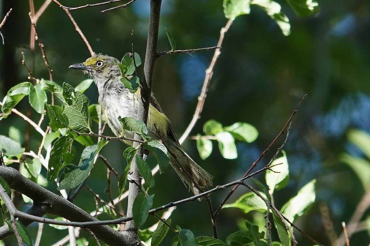White-eyed Vireo - ML639636139
