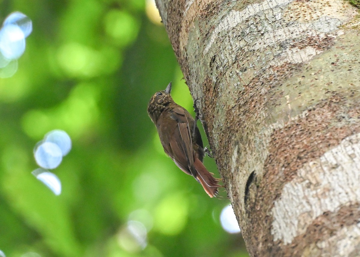 Wedge-billed Woodcreeper - ML639636152