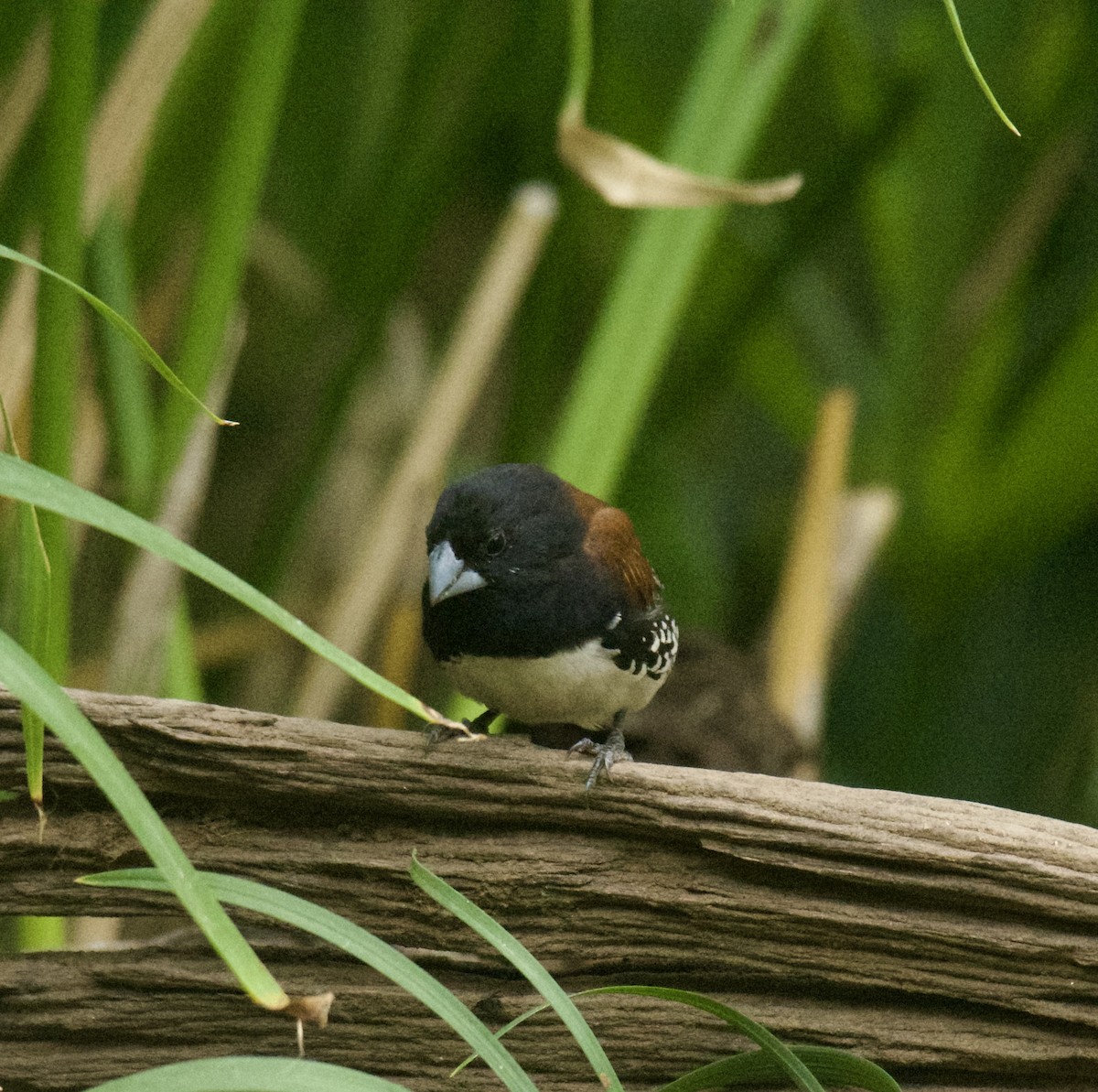 Alaca Munya (nigriceps/woltersi) - ML639636155