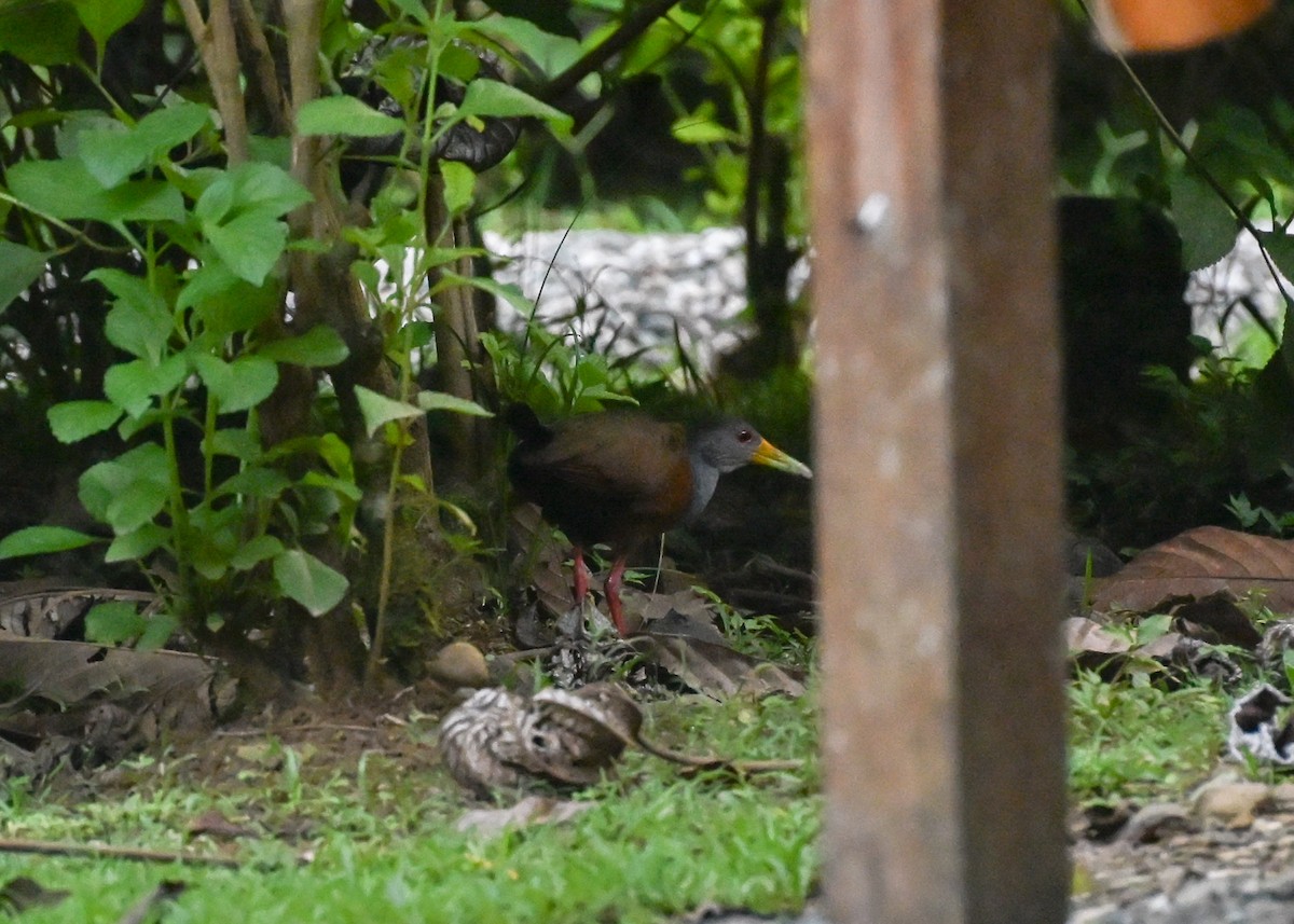 Gray-cowled Wood-Rail - ML639636160