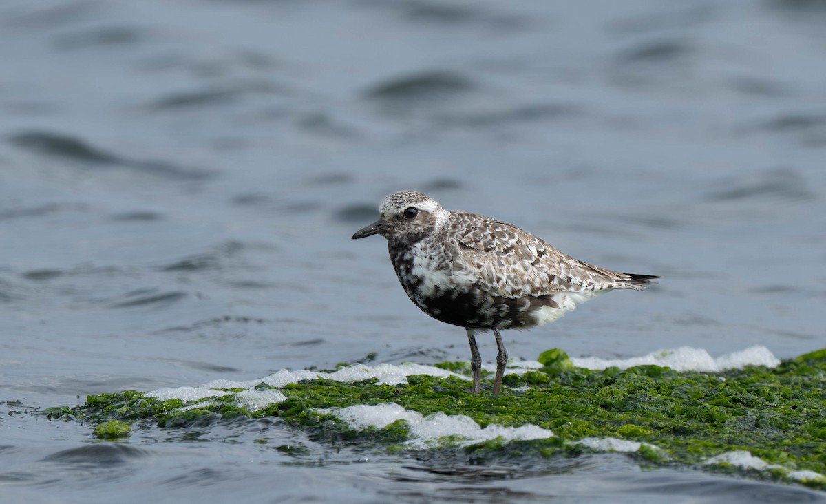 Black-bellied Plover - ML639636177