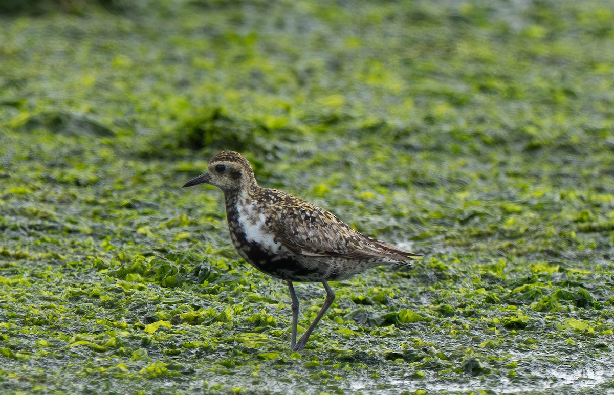 Pacific Golden-Plover - ML639636184