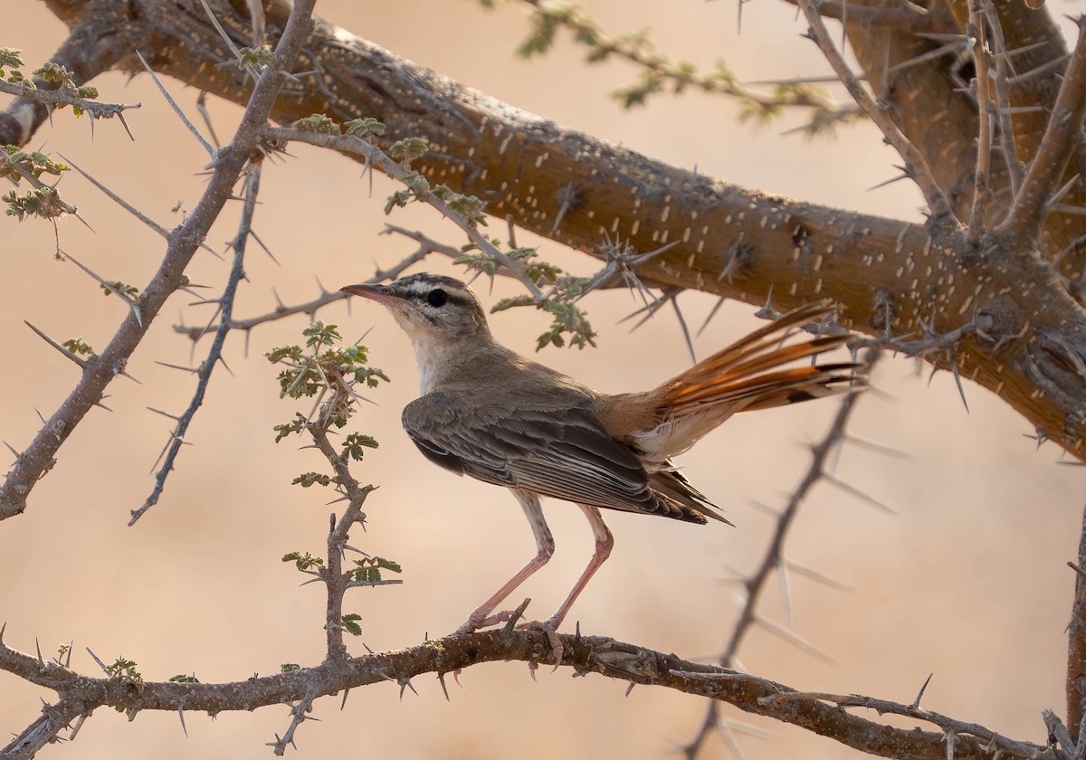 Rufous-tailed Scrub-Robin - ML639636234