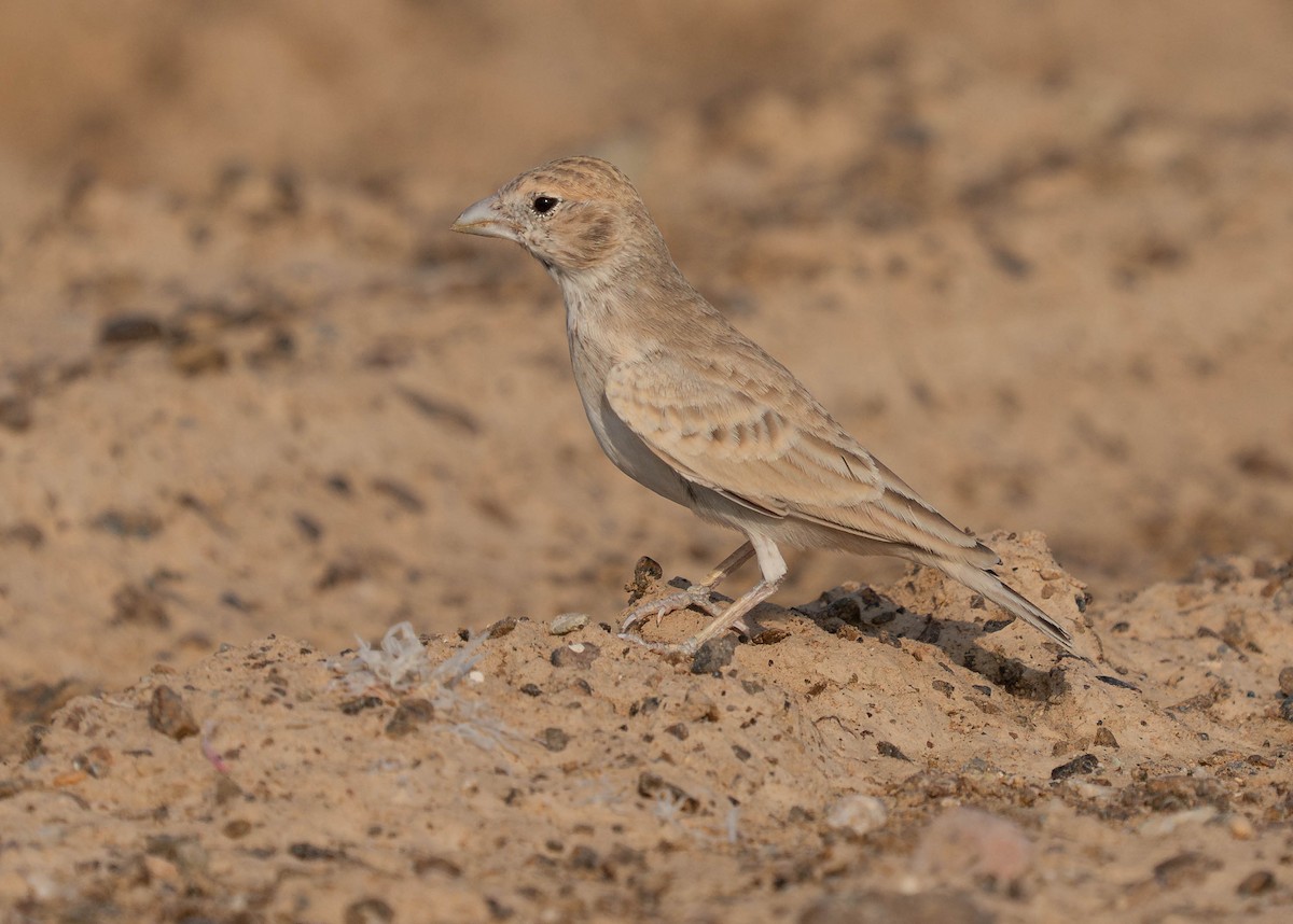 Black-crowned Sparrow-Lark - ML639636237