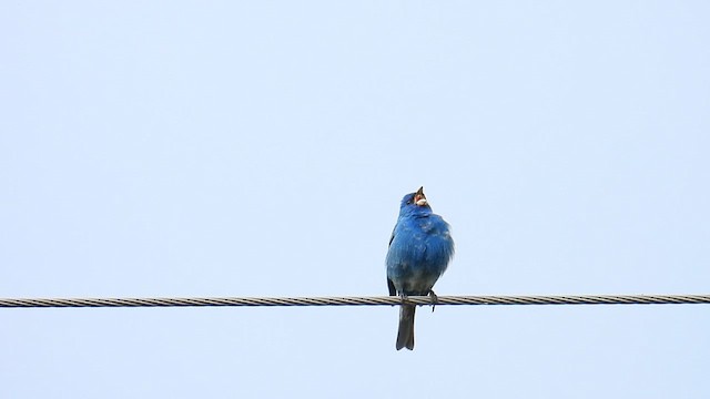 Indigo Bunting - ML639636266