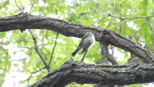 Eastern Wood-Pewee - ML639636286