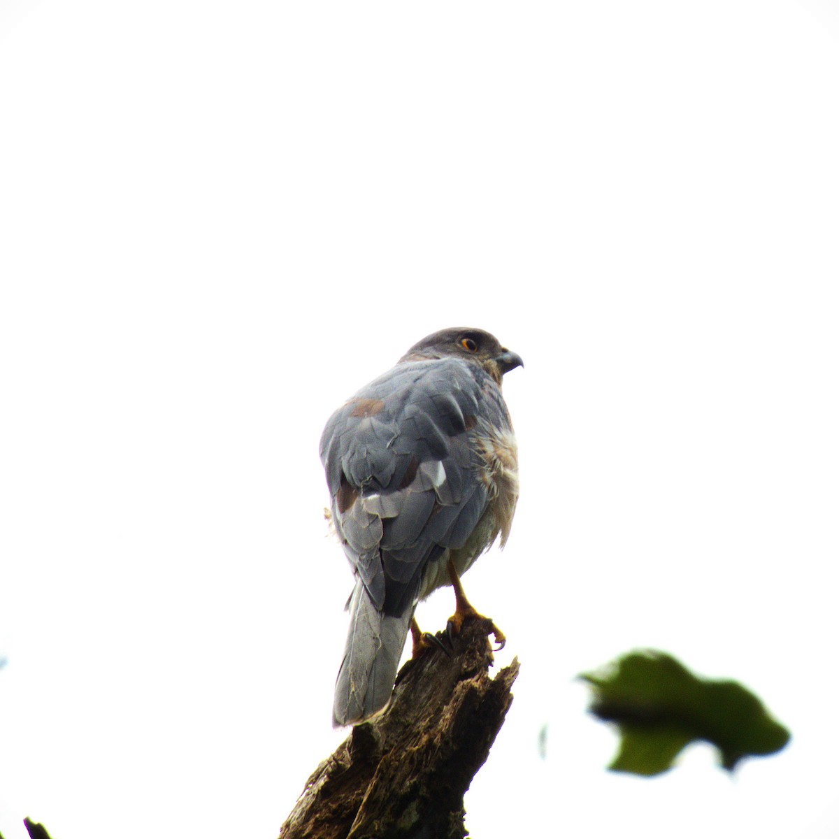 Үүрсээ харцага - ML639636302