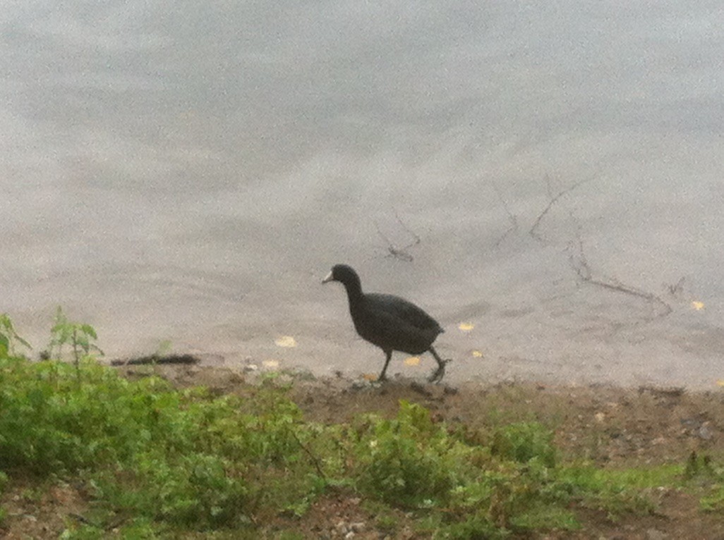 American Coot (Red-shielded) - ML639636328