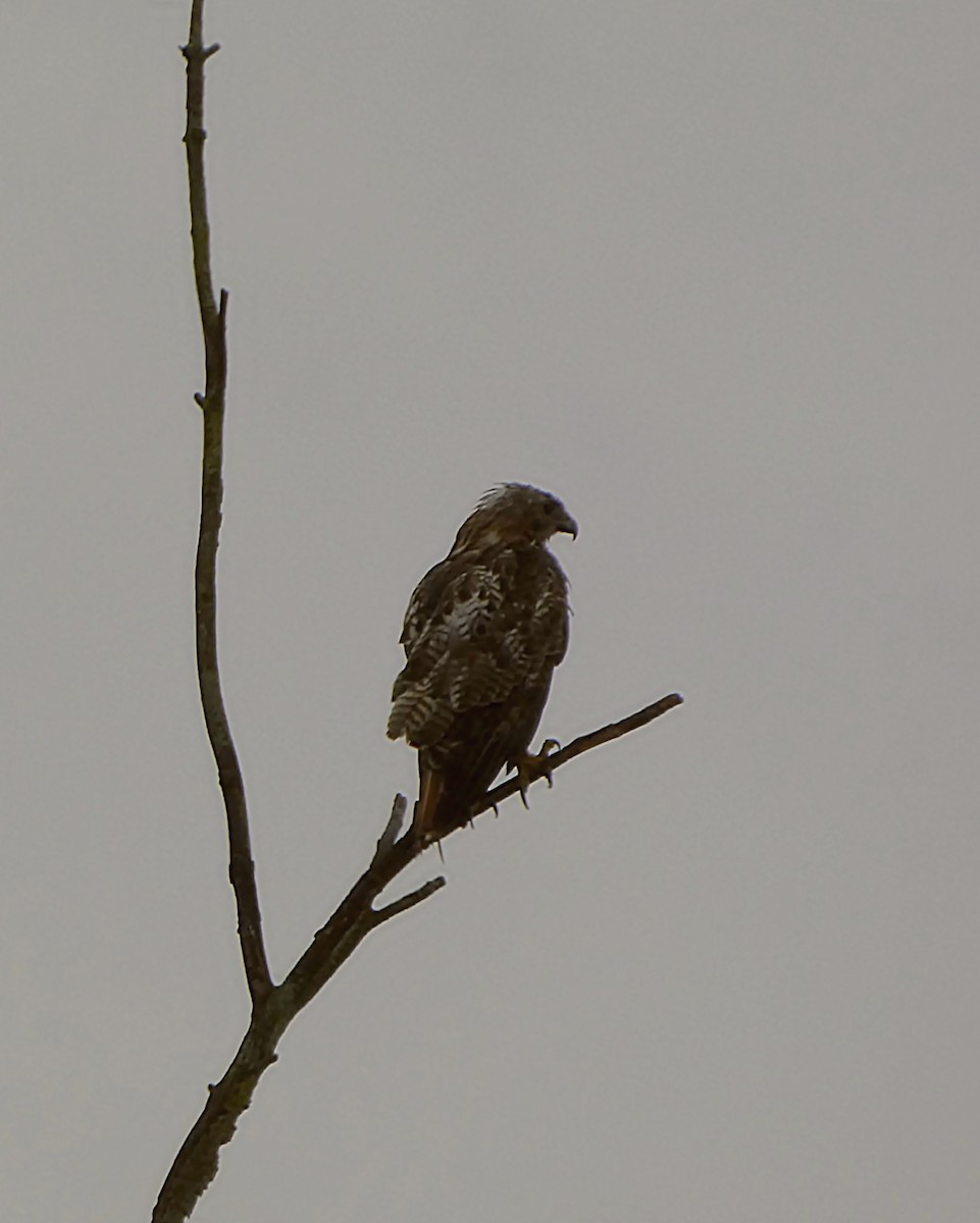 Red-tailed Hawk - ML639636335