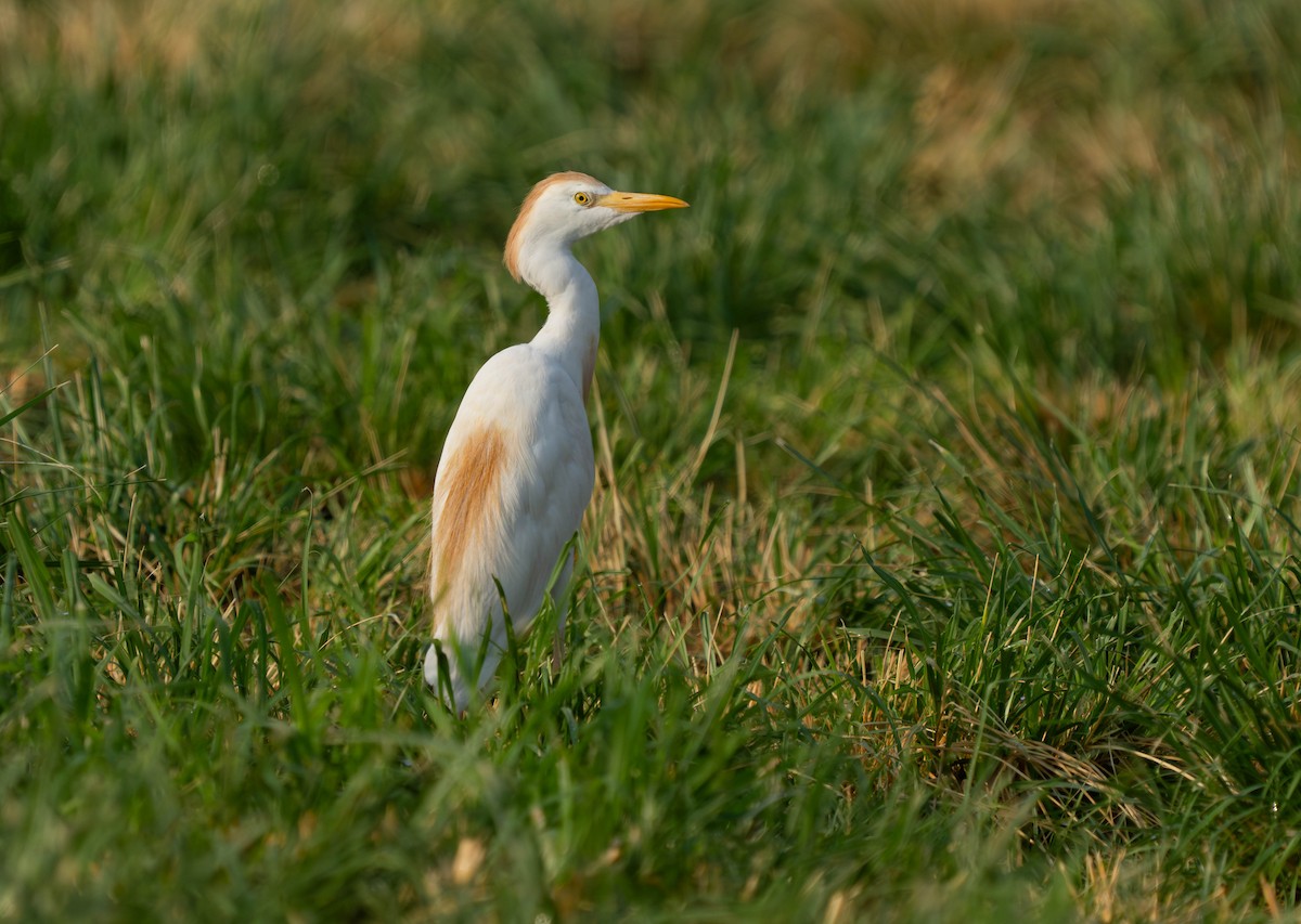 Western Cattle-Egret - ML639636340