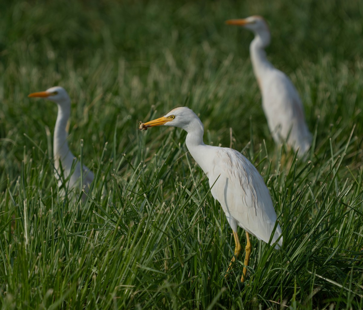 Western Cattle-Egret - ML639636341