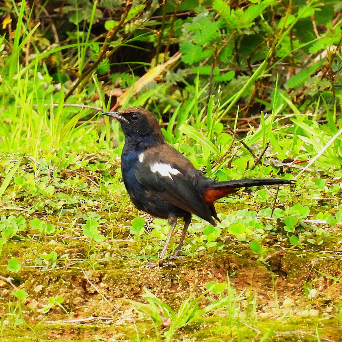 Indian Robin - ML639636460