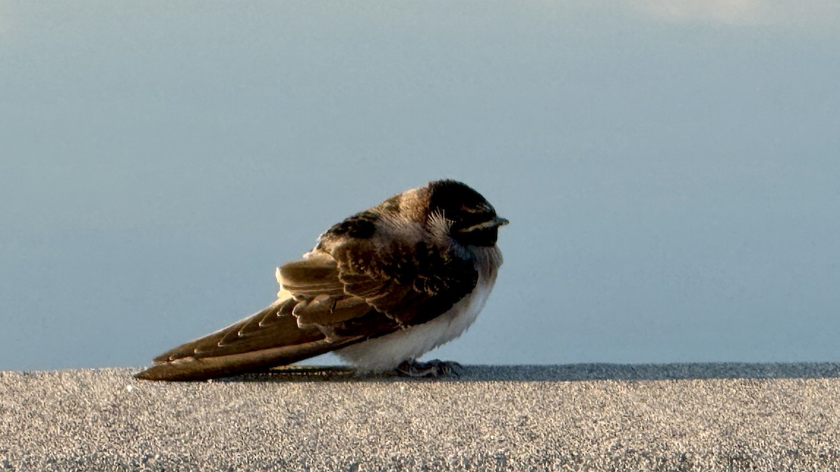 Cliff Swallow - ML639636510