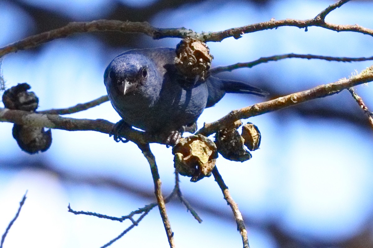 Blue-and-black Tanager - ML639636532