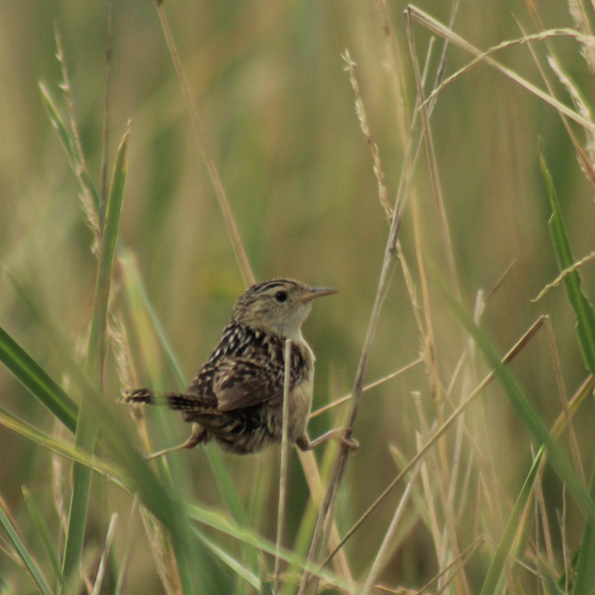 Grass Wren - ML639636598