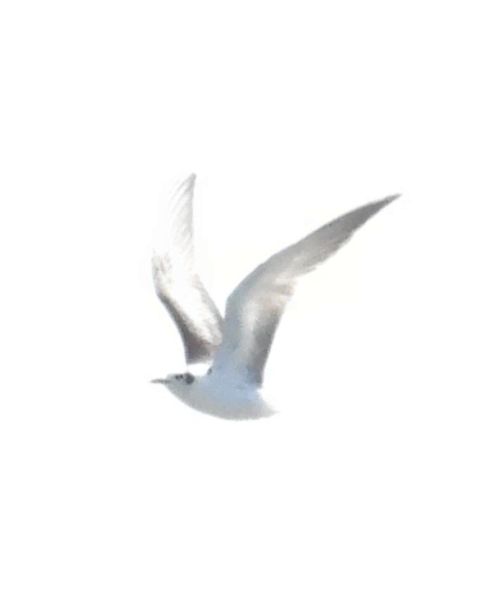 White-winged Tern - ML639636634
