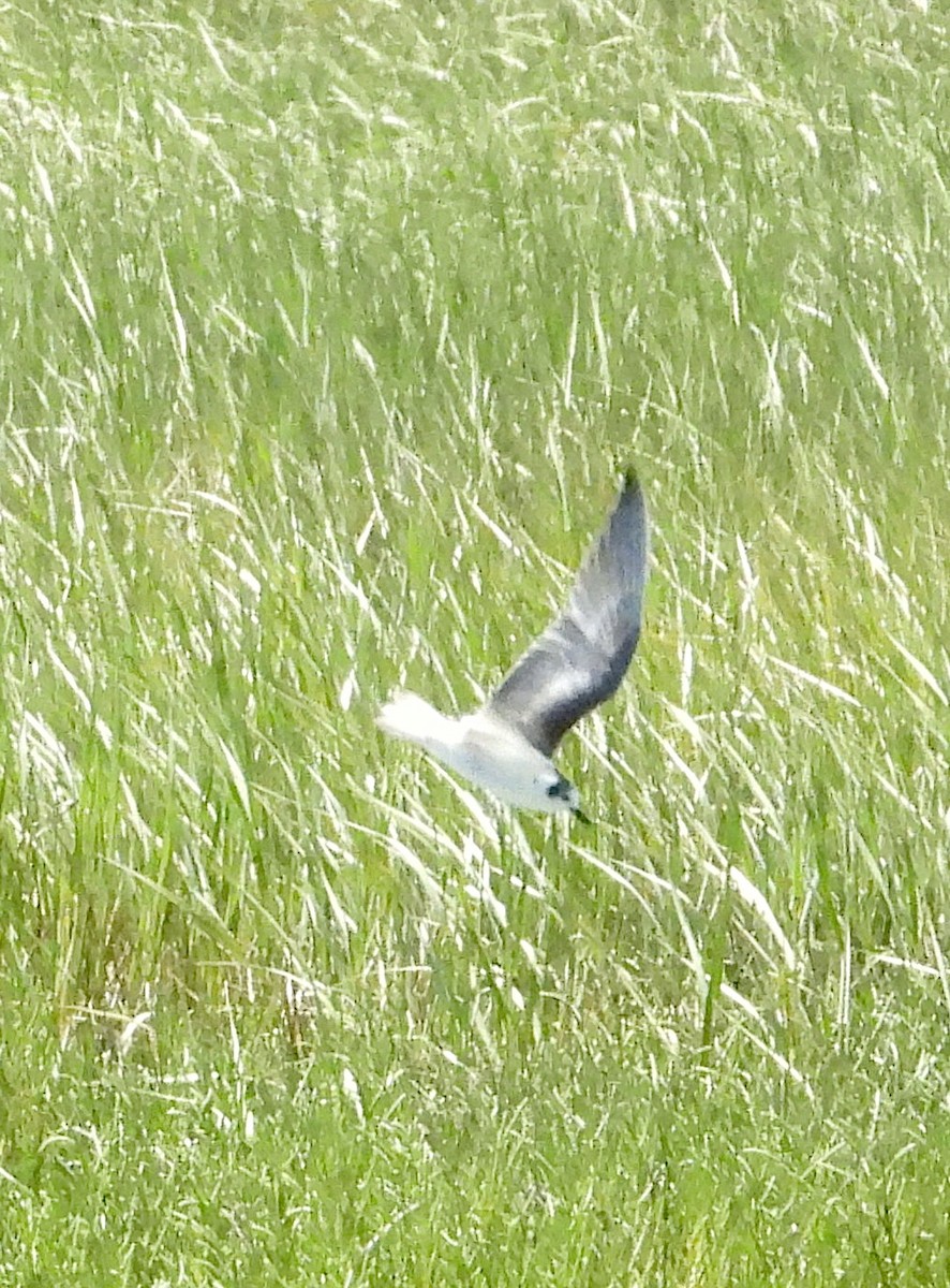 White-winged Tern - ML639636635