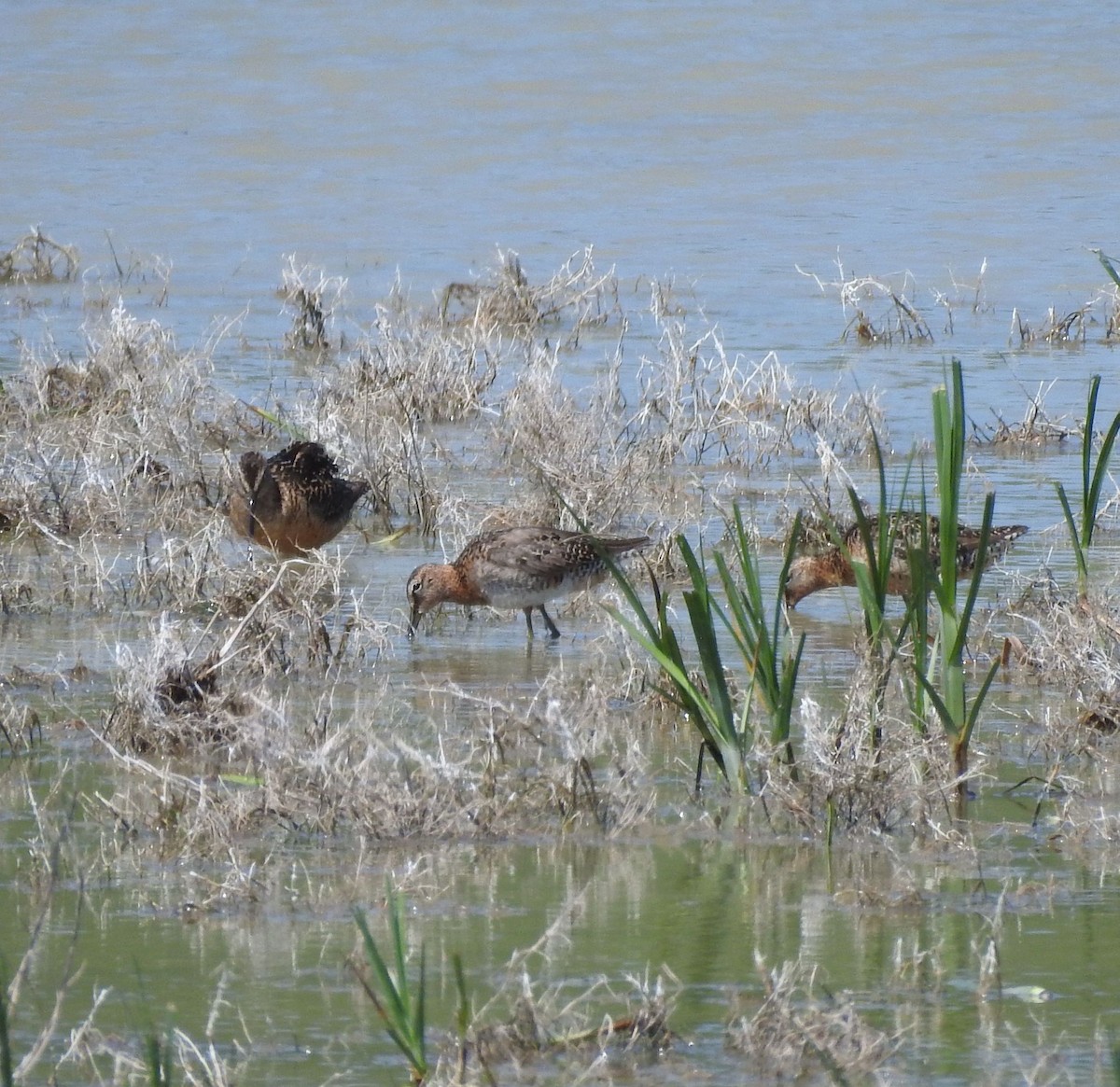 kortnebbekkasinsnipe/langnebbekkasinsnipe - ML639636680