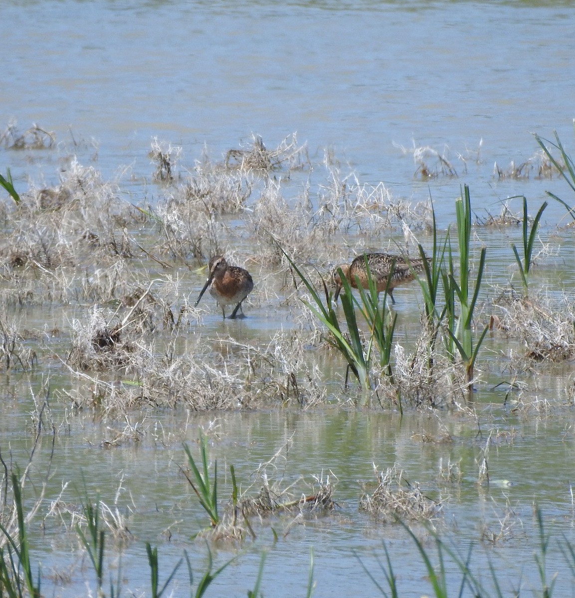 kortnebbekkasinsnipe/langnebbekkasinsnipe - ML639636682