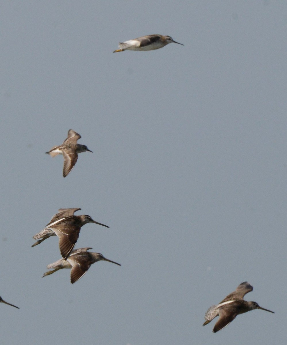 hvithalesvømmesnipe - ML639636686