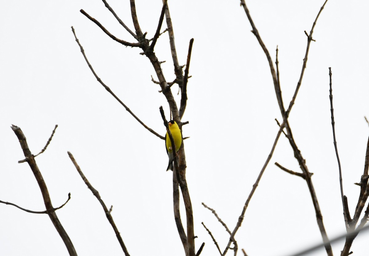 gulstillits - ML639636687