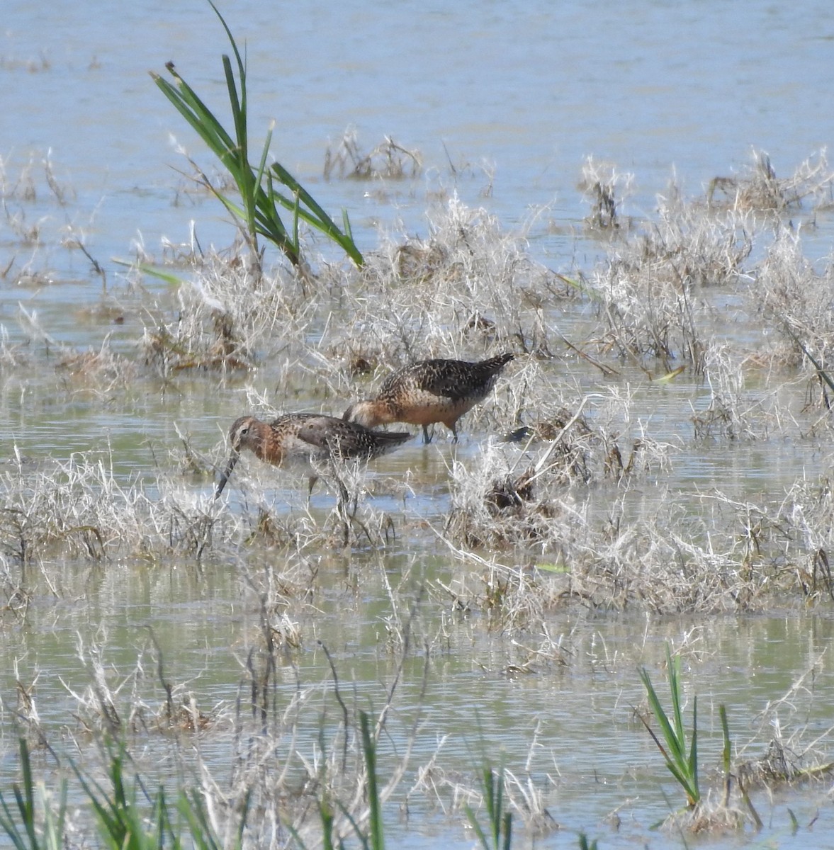 kortnebbekkasinsnipe/langnebbekkasinsnipe - ML639636691