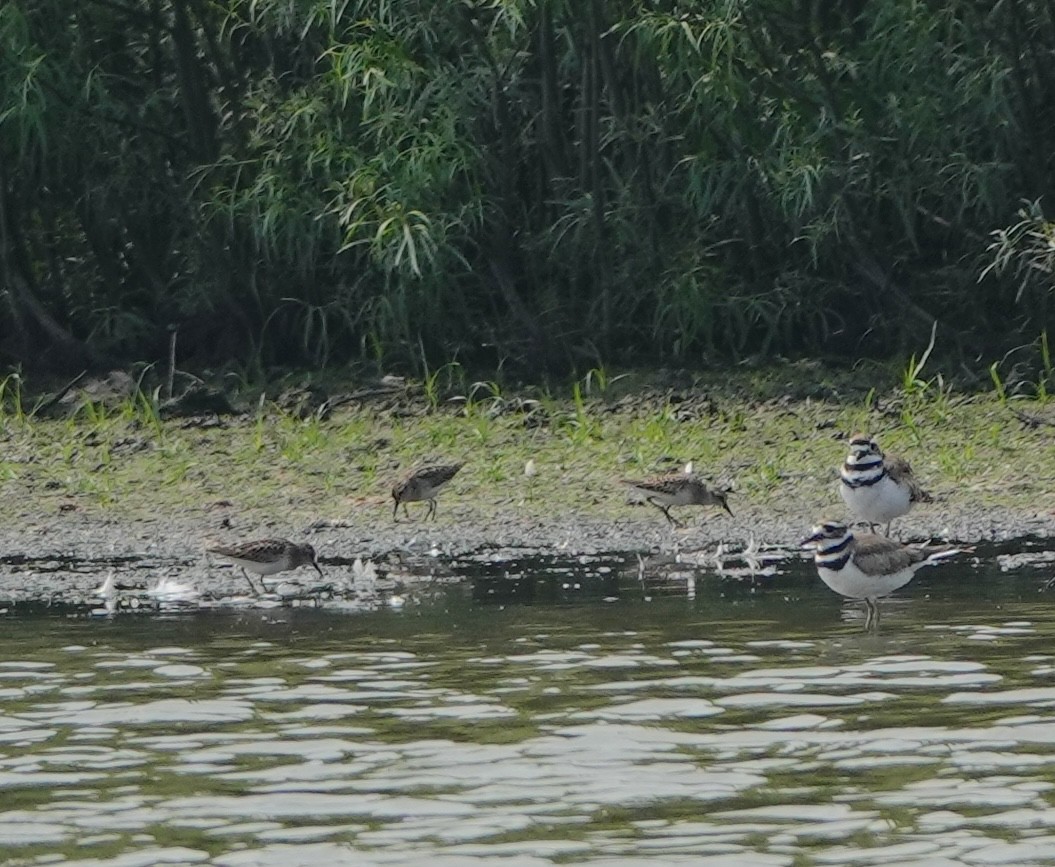 pygmésnipe - ML639636692