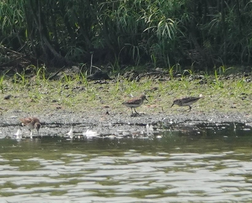 pygmésnipe - ML639636693